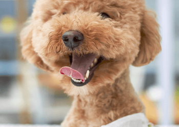 Pet grooming, training, doggy day care in South Africa