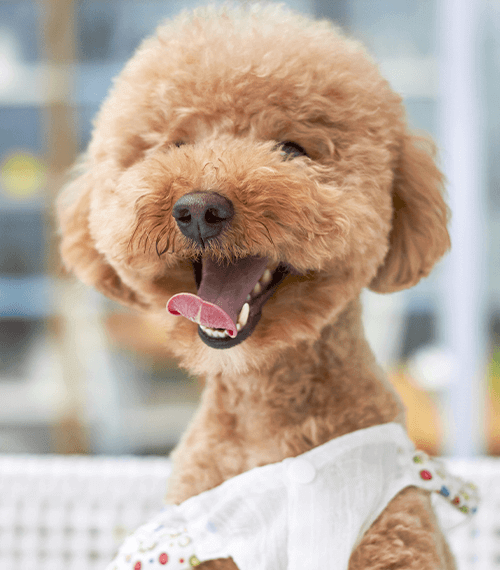 Pet grooming, training, doggy day care in South Africa